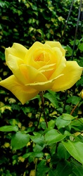 Szép sárga rózsa! ❤️
