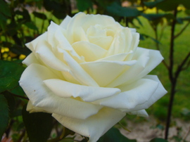 Fehér rózsa is nyílik