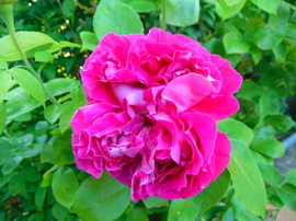Illatozó rózsám