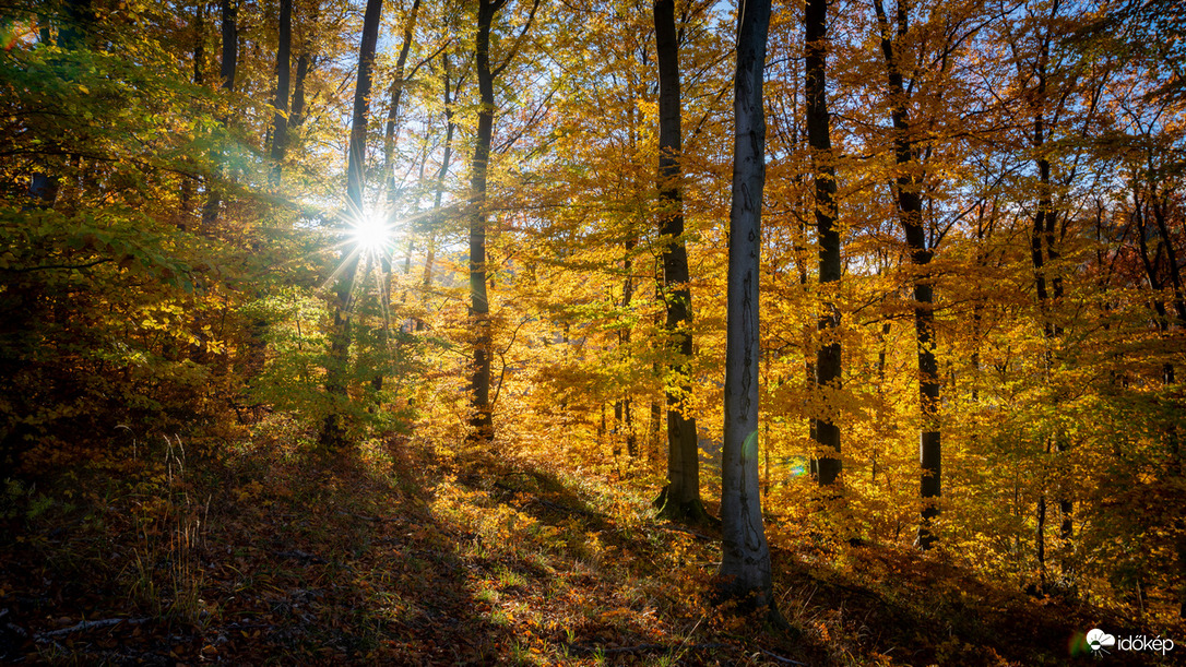 Erdő ősszel a Pilisben