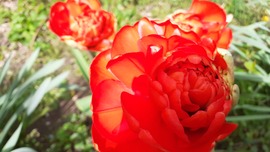 Rétes tulipán