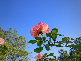 Felhőtlen rózsás ég