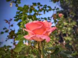Egy április végi pompázó rózsa