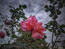 Rózsa a borús égbolttal