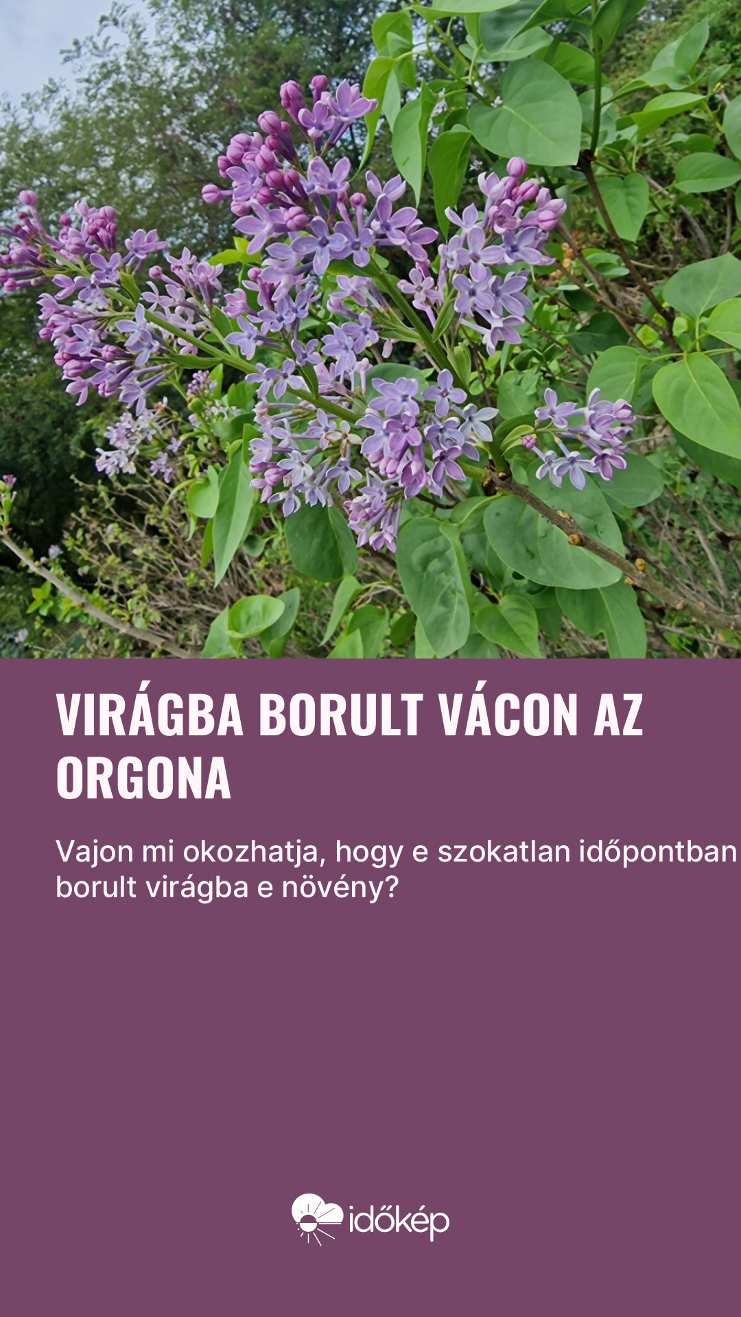 Virágba borult Vácon az orgona