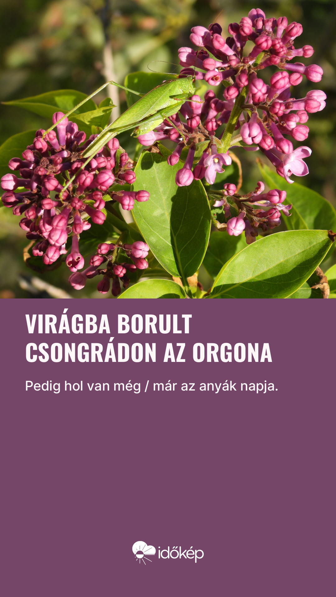 Virágba borult Csongrádon az orgona