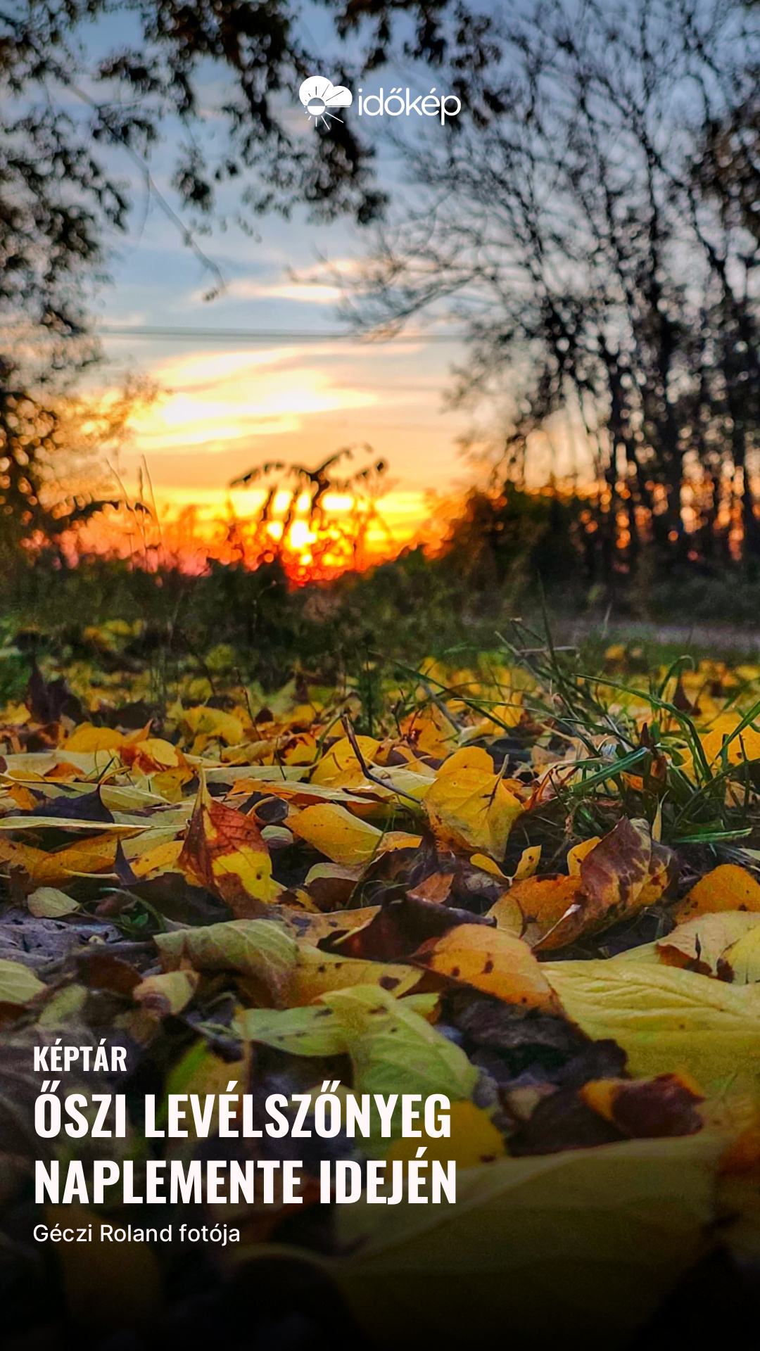 Őszi levélszőnyeg naplemente idején