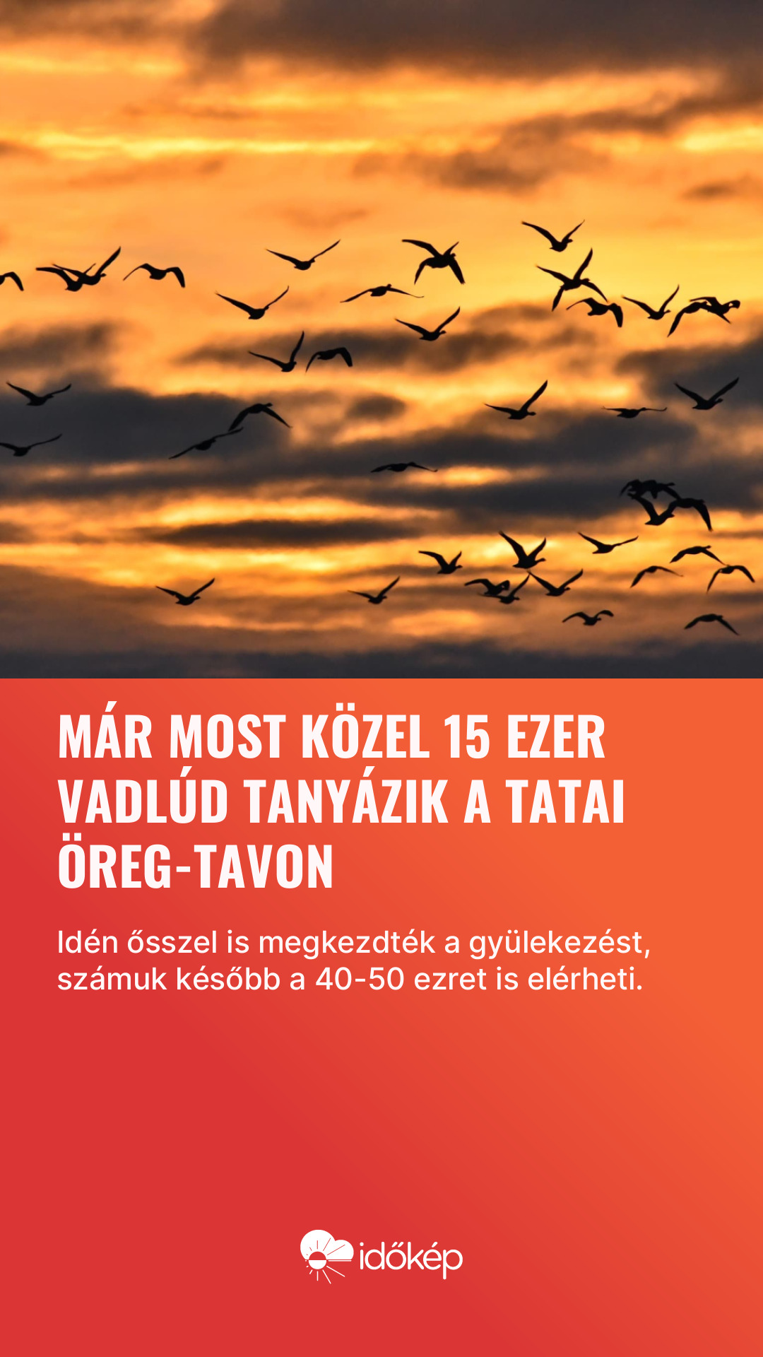 Már most közel 15 ezer vadlúd tanyázik a tatai Öreg-tavon