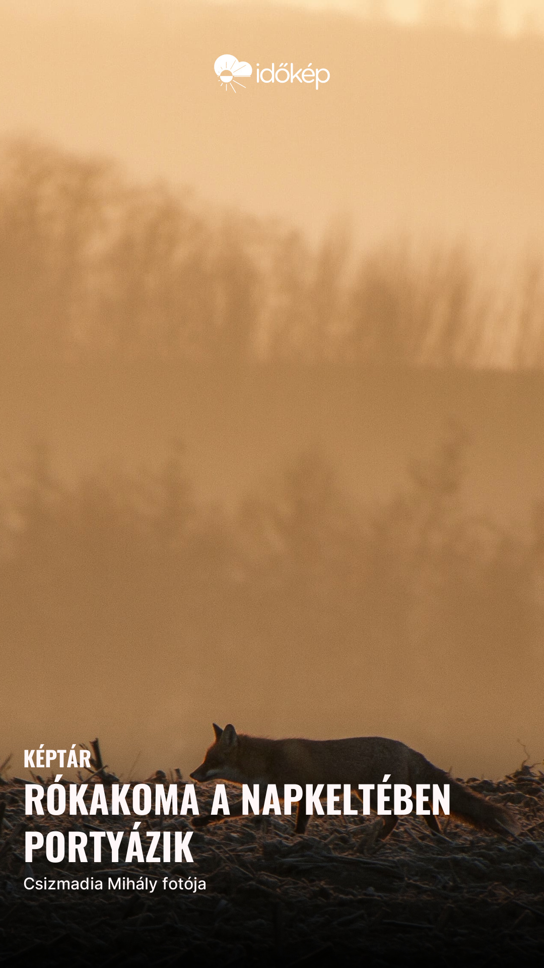 Rókakoma a napkeltében portyázik