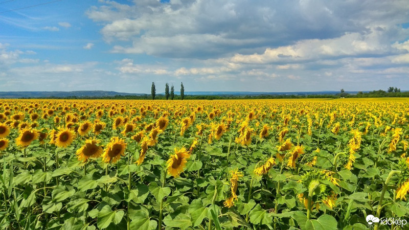 Sárszentmihály