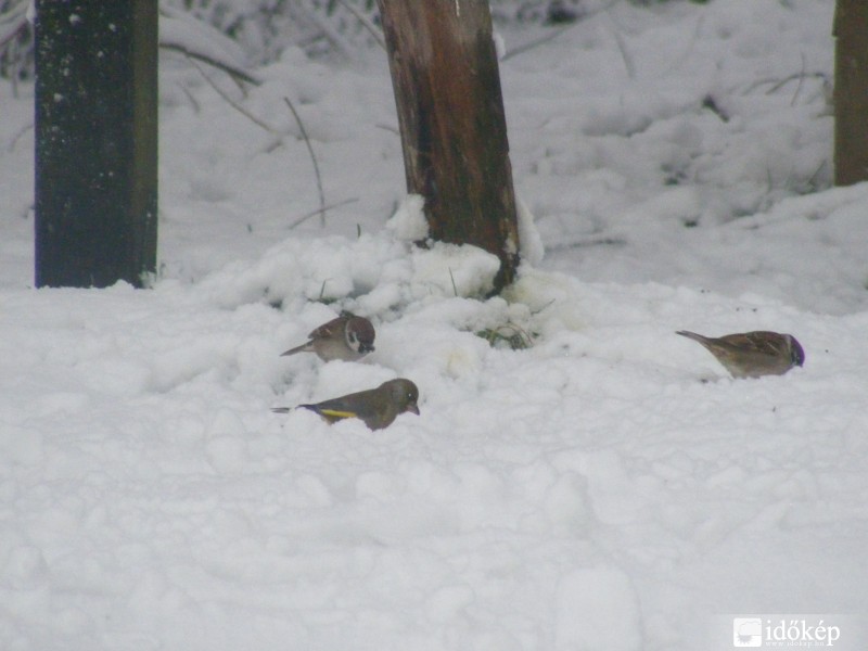 2010 Tél Bakonyoszlop madarak.