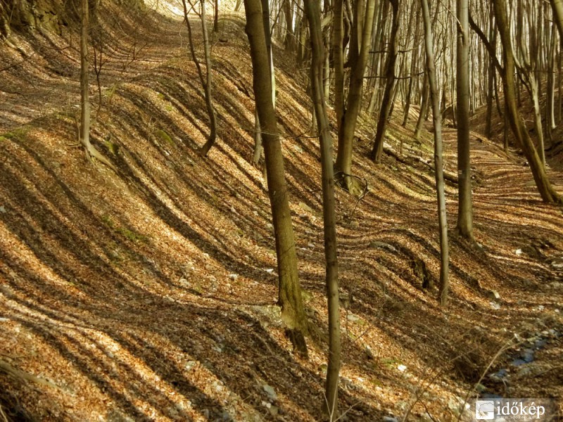 "Tigris erdő" a Bükkben