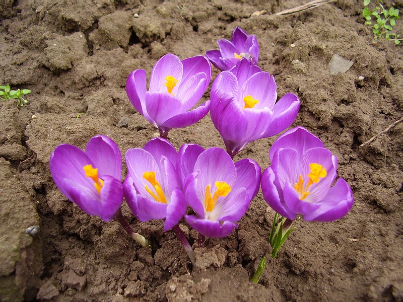 Krokus