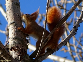 Vörös mókus