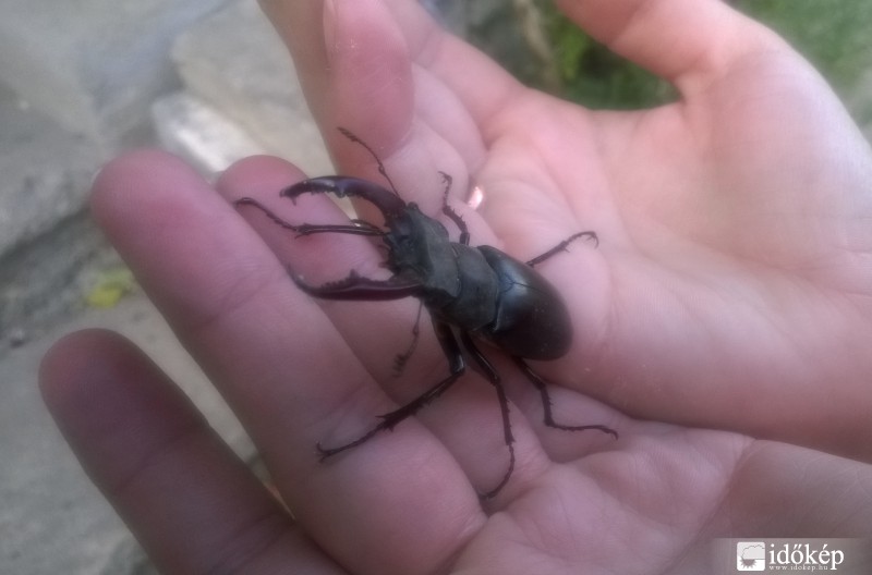 Szarvasbogár (Lucanus cervus)