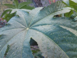 Ricinus levél zivatar után :)