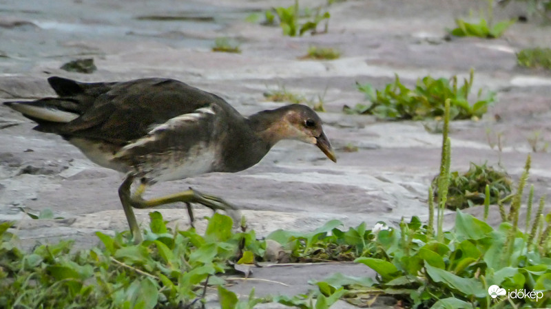 Vizityúk