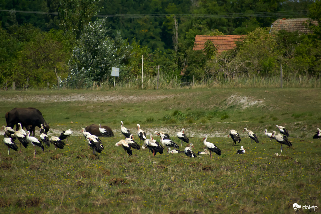 Gyülekező