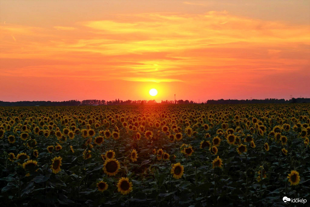 Napraforgós naplemente