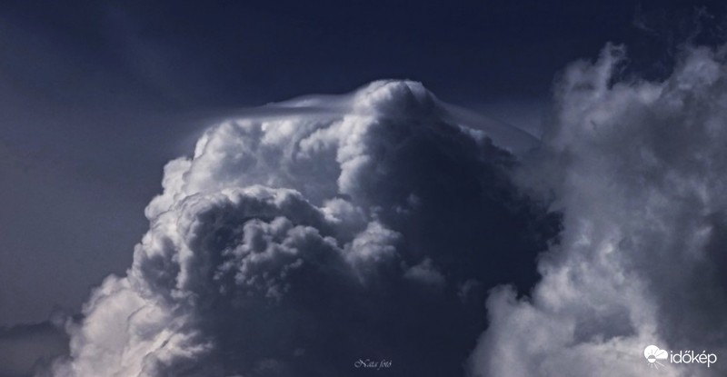 Cu pileus