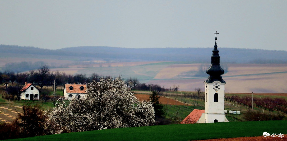 Virágzó mandulafa 