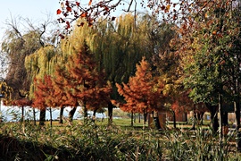 Kisfaludy strand; Balatonfüred