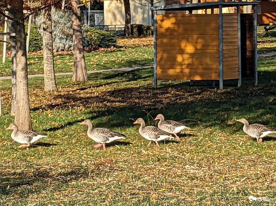 Megérkeztek Füredre a vadlibák