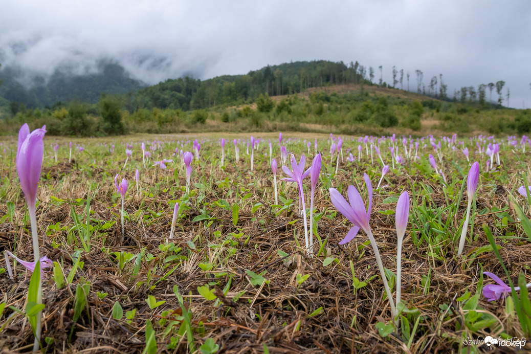 Őszi kikericsek (Colchicum autumnale)