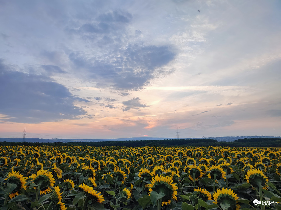 Reggel a napraforgó mezőnél