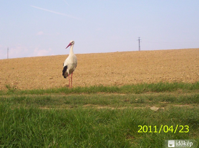 Egy bátor gólya