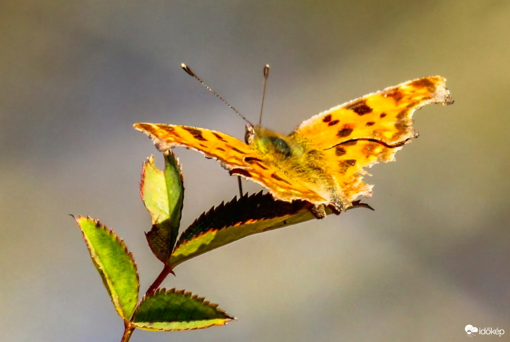 C-betüs lepke 