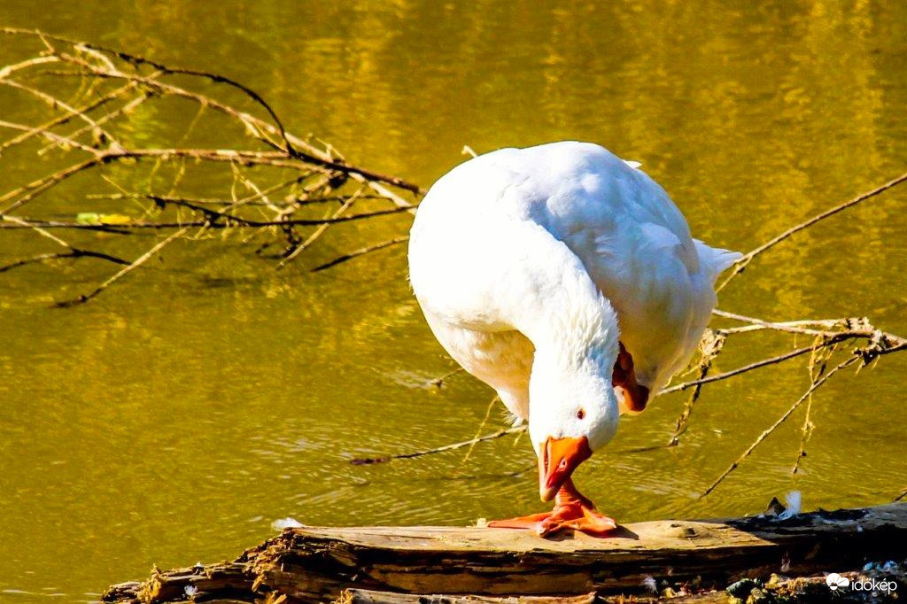 Ott vakarom, ahol viszket. Házi lúd a Rábán.