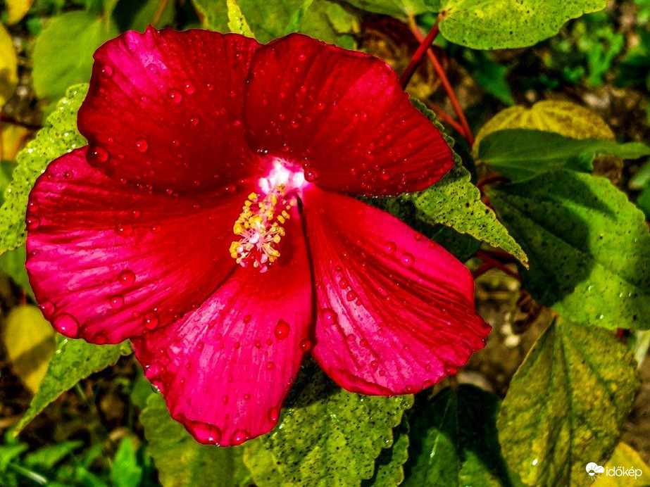 Hibiszkusz ősszel 