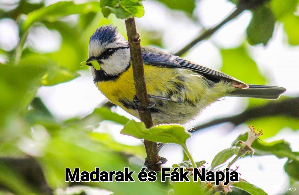 Ma van a Madarak és Fák Napja 