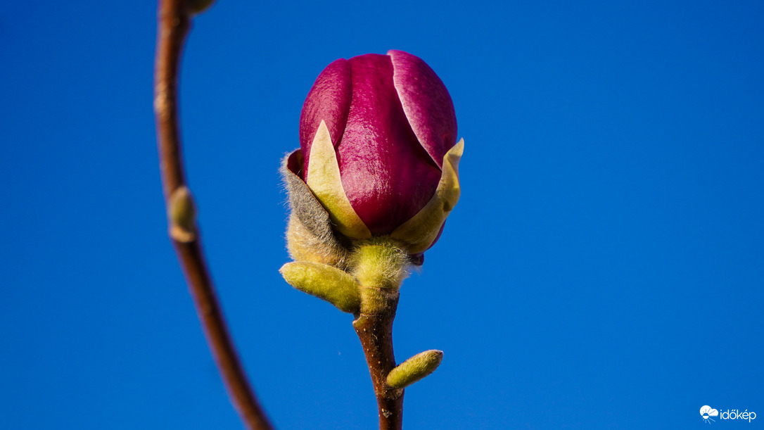 Tulipánfa virágzása