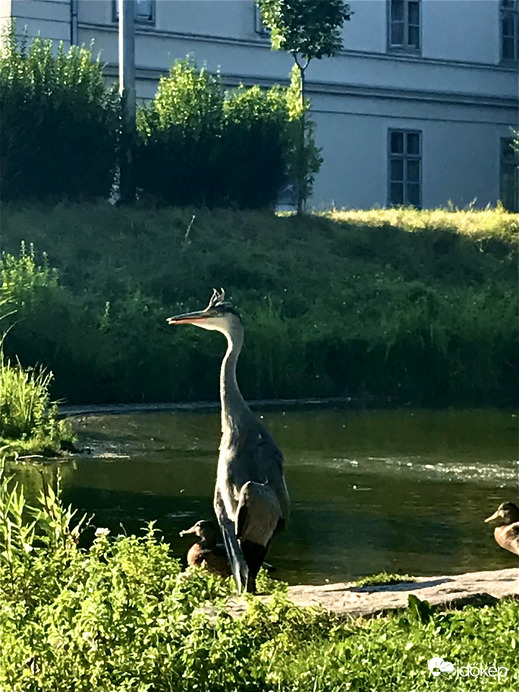 Sztárfotó