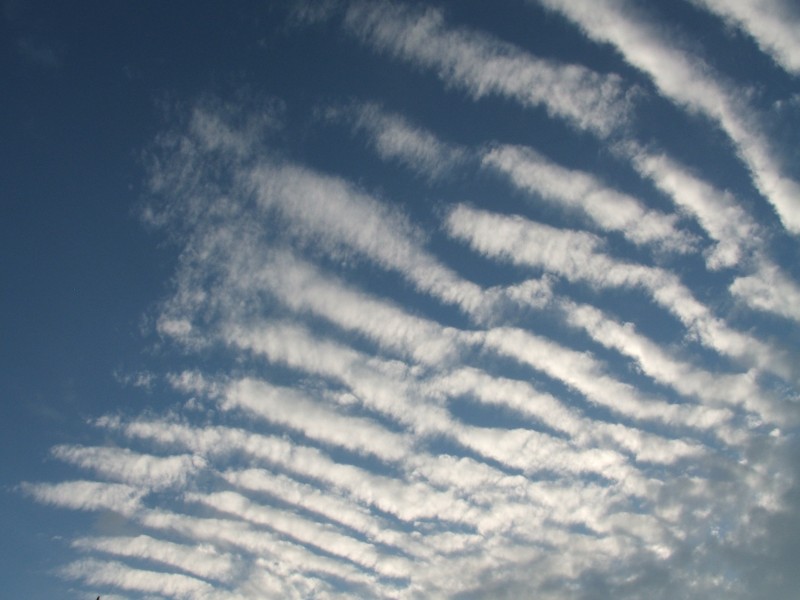 Altocumulus radiatus (?)