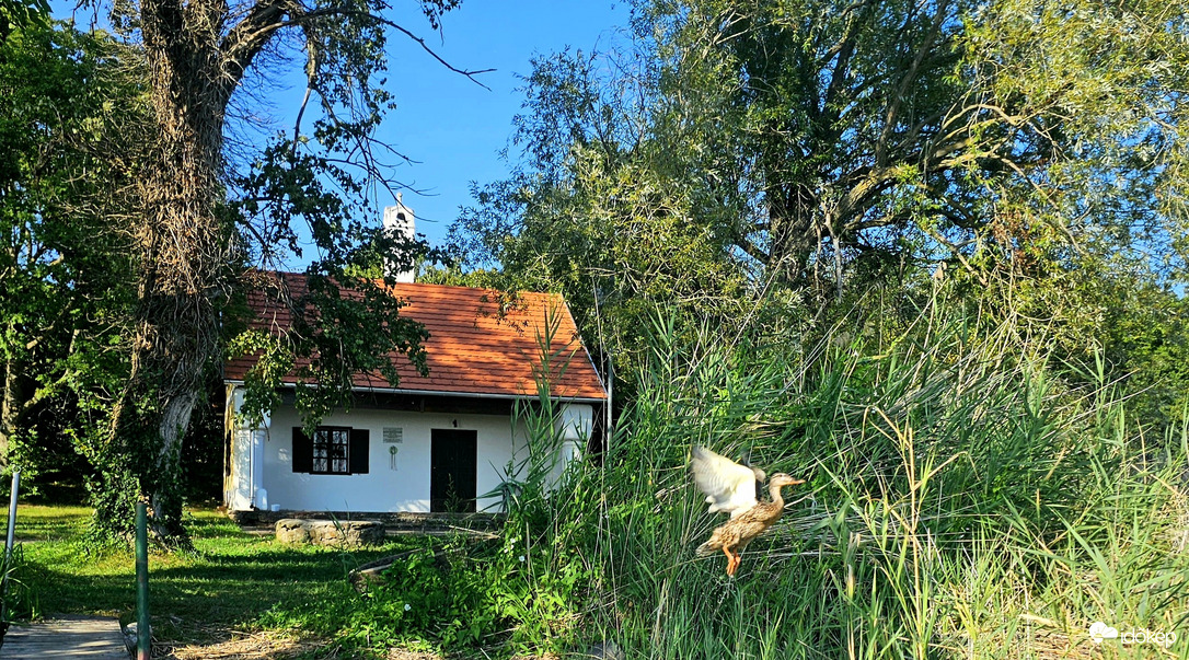 Balatonban jártam, felszálló kacsát láttam...