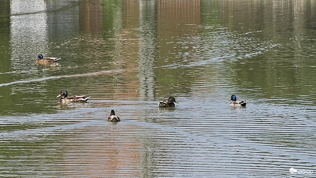 Kacsacsalád