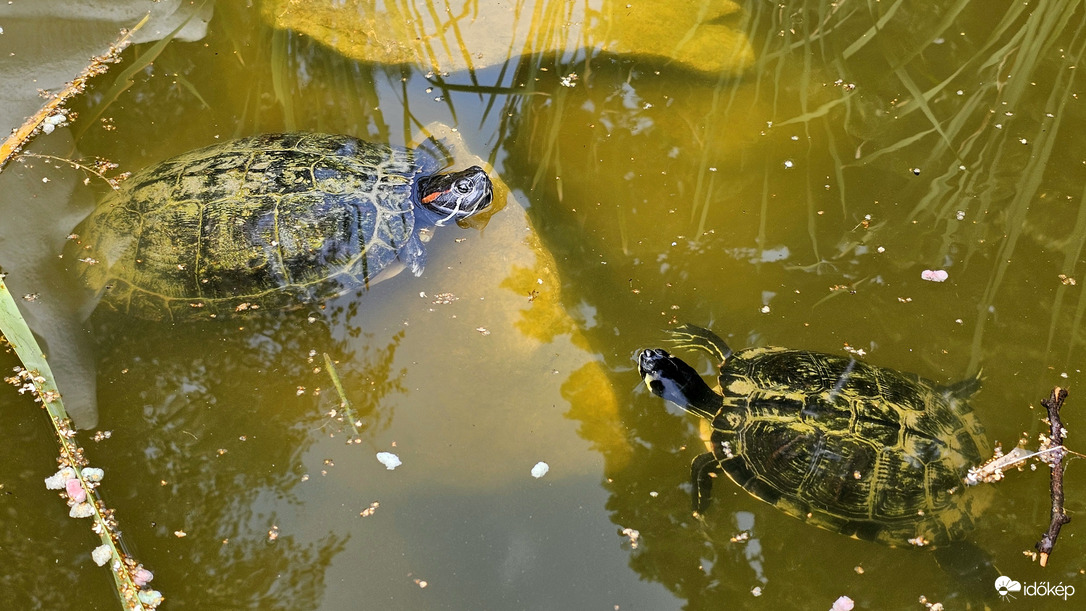 Lőttek a sziesztának