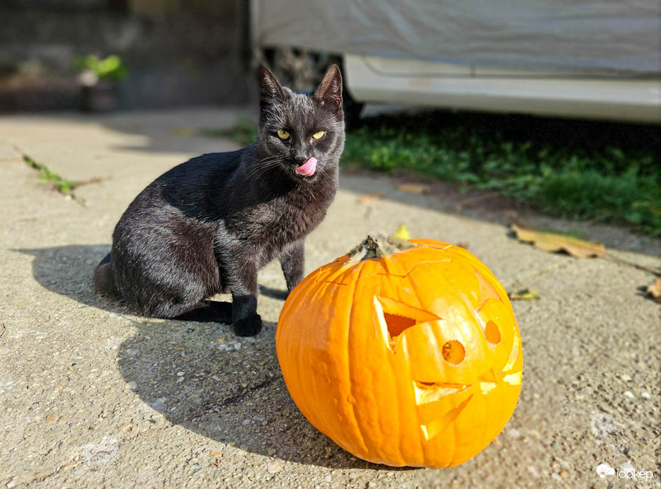 Halloween macska módra