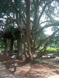 Folly Arborétum 