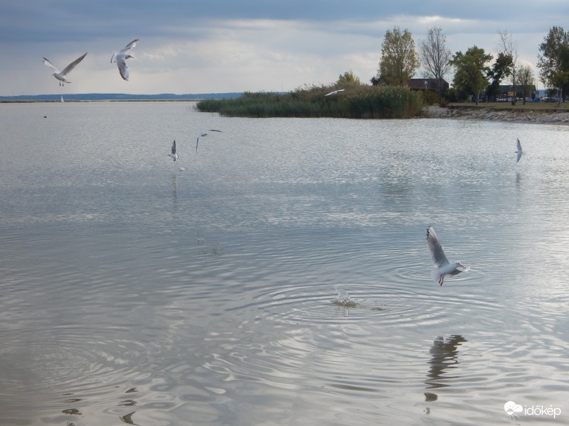 Fertő-tó