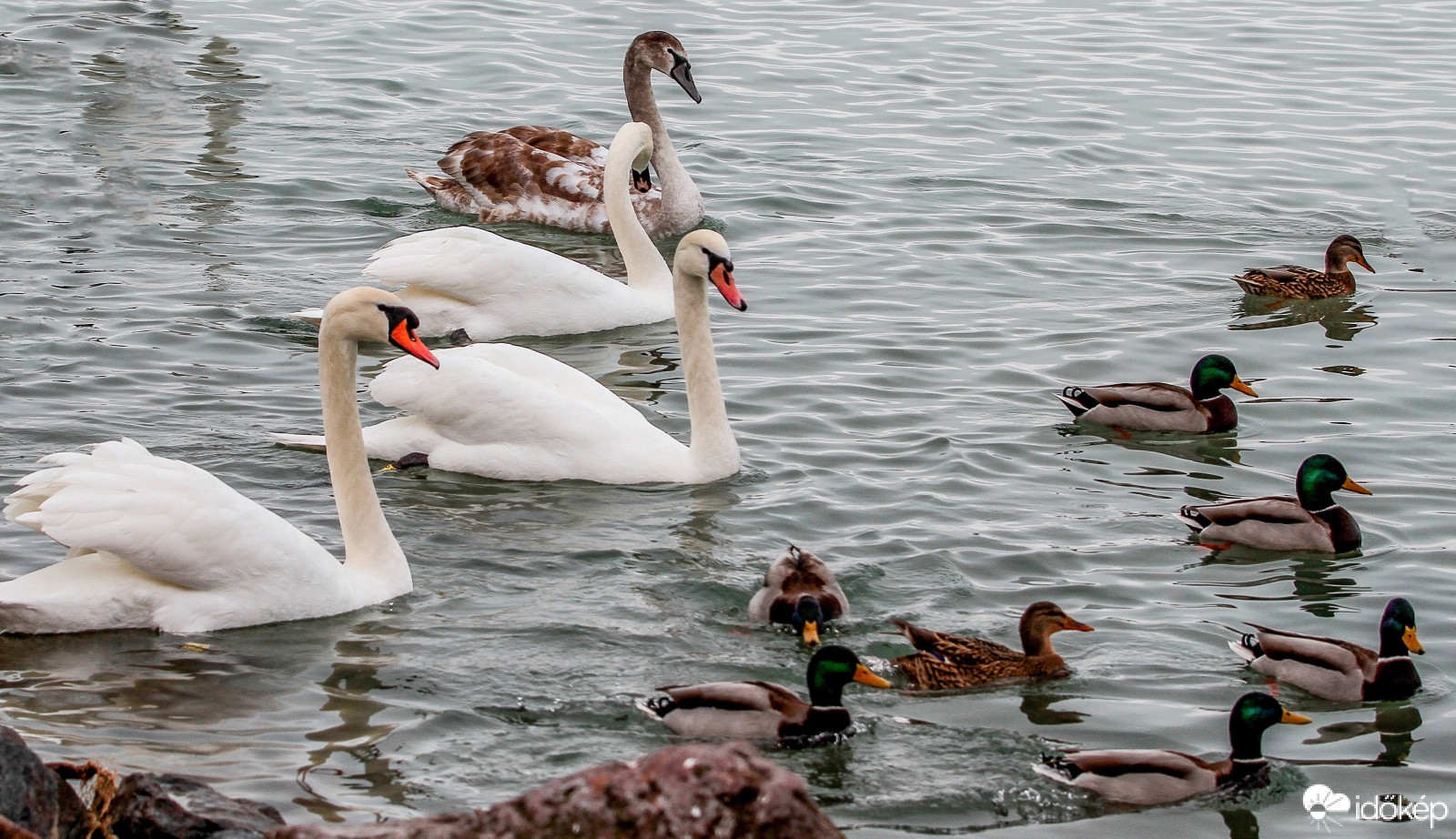 Balaton