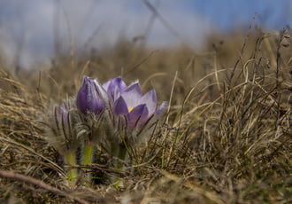 Nyilnak a Bakonyban a leánykökörcsinek.