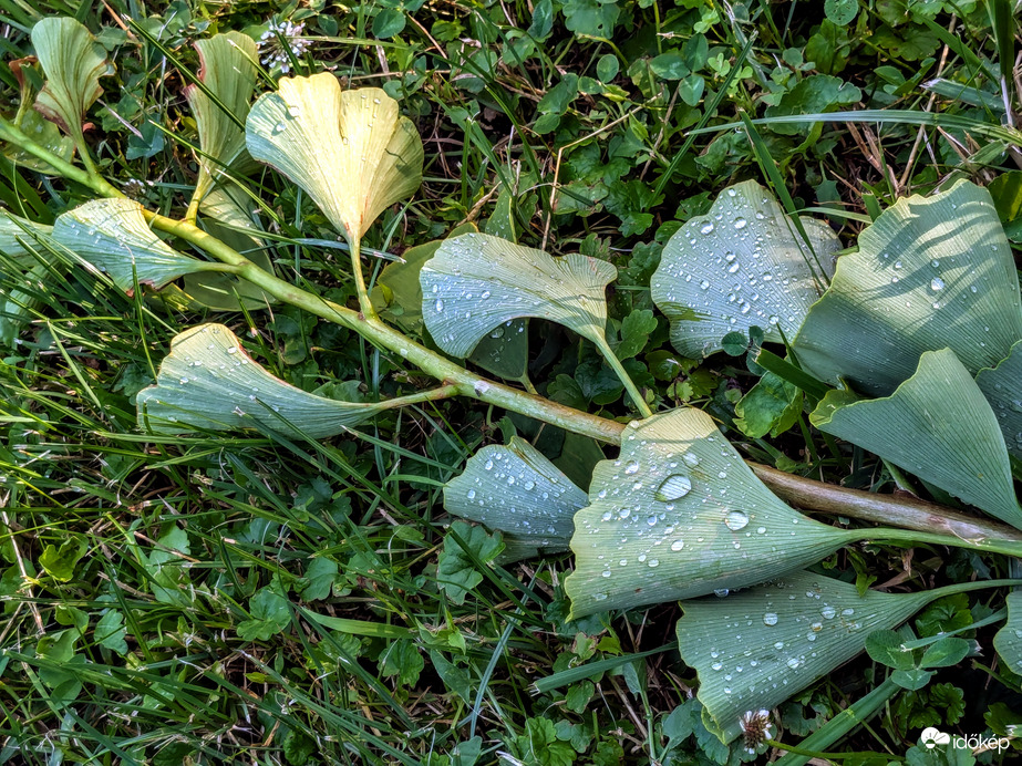 A Ginkgot is megtépte,17 mm-t hozott 