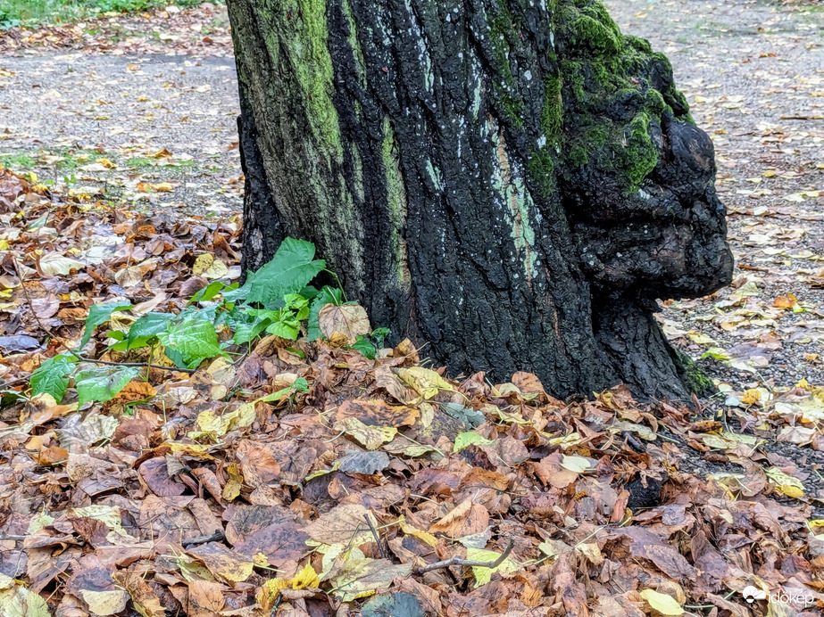 Ősz az Arborétumban -Zirc