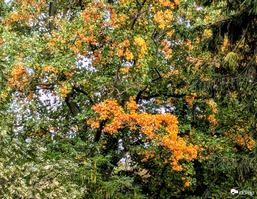 Ősz az Arborétumban -Zirc