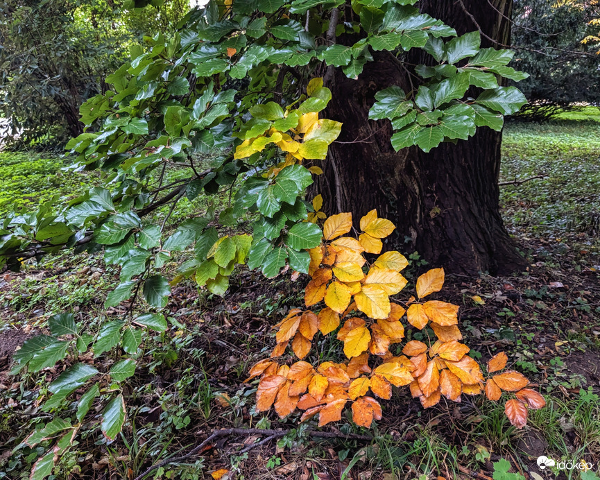 Ősz az Arborétumban -Zirc