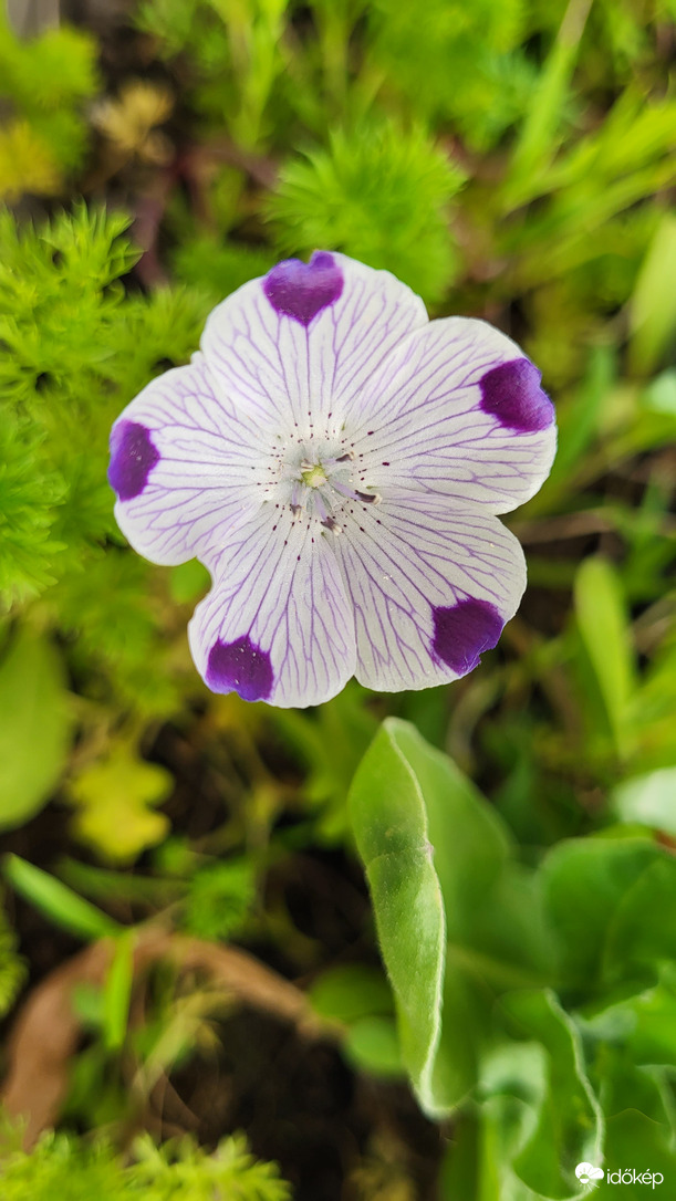 Nemophila maculat